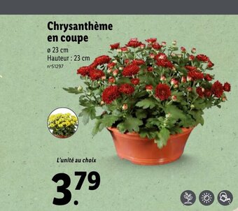 Lidl Chrysanthème en coupe offre