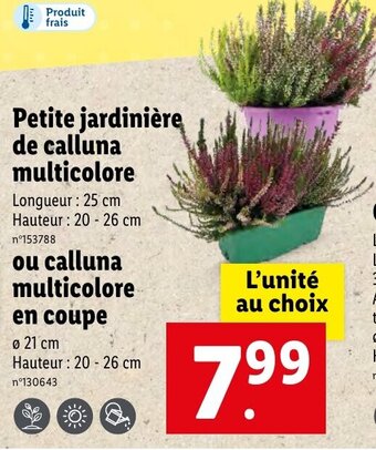 Lidl Petite jardinière de calluna multicolore offre