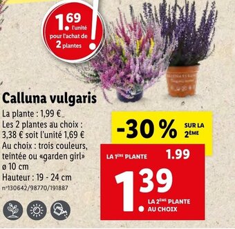 Lidl Calluna vulgaris offre