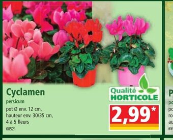Norma Cyclamen offre