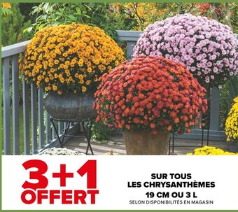 Carrefour SUR TOUS LES CHRYSANTHÈMES offre