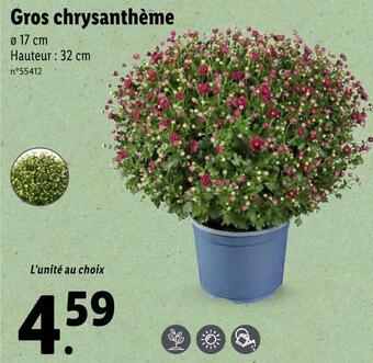 Lidl Gros chrysanthème offre