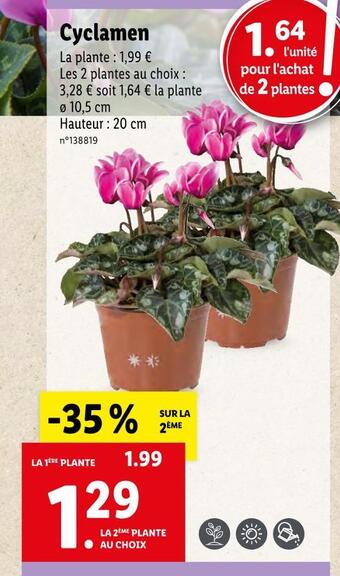 Lidl Cyclamen offre