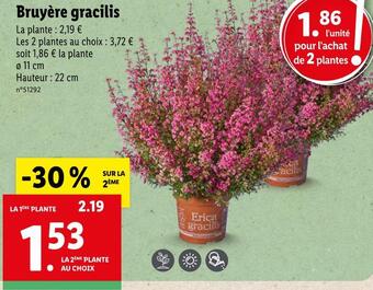 Lidl Bruyère gracilis offre