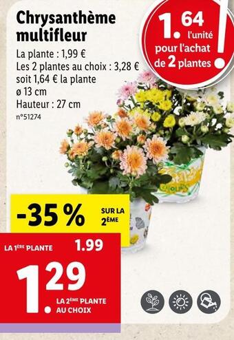 Lidl Chrysanthème multifleur offre