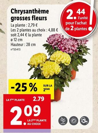 Lidl Chrysanthème grosses fleurs offre