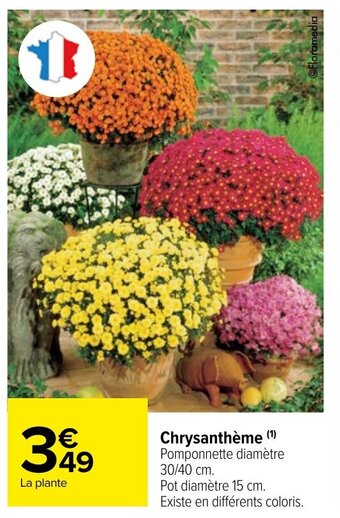 Carrefour Market Chrysanthème (¹) Pomponnette diamètre offre