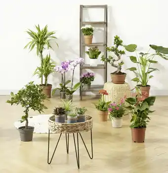 Géant Casino Plantes fleuries offre