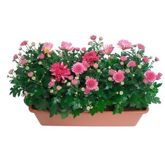 Jardinière de chrysanthèmes