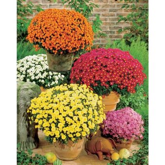 Carrefour Market Chrysanthème (1) offre