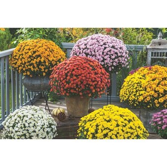 Carrefour Sur tous les chrysanthèmes 19 cm ou 3 l offre