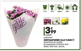 ALDI Chrysanthéme Elle Fleur offre