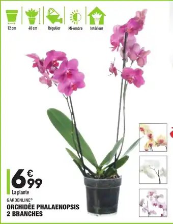 ALDI Orchidée Phalaenopsis 2 Branches offre