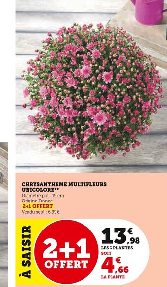 Super U CHRYSANTHEME MULTIFLEURS UNICOLORE offre