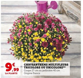 Super U CHRYSANTHEME MULTIFLEURS TRICOLORE OU UNICOLORE offre