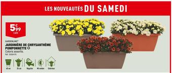Gardenline jardinière de chrysanthème pomponnette