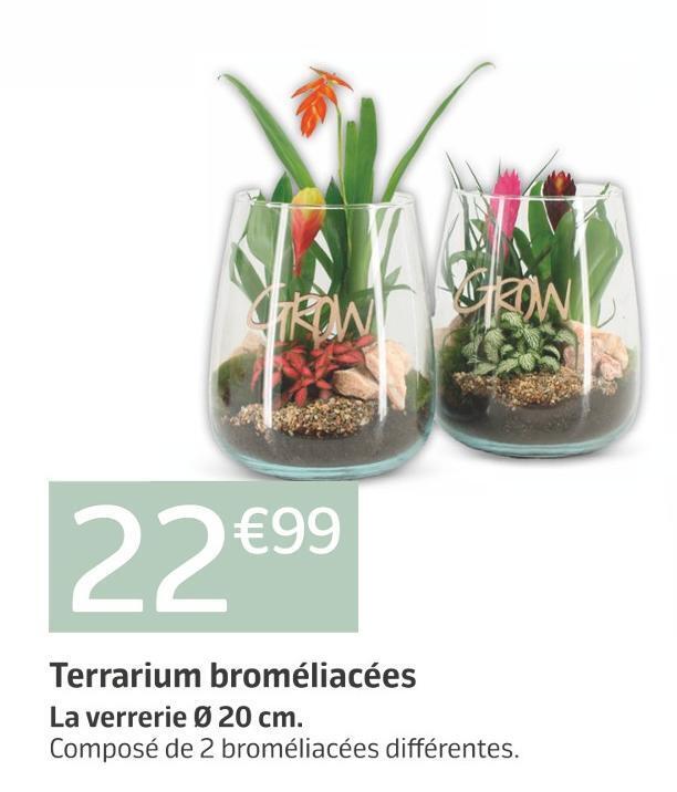 Promo Terrarium broméliacées chez Jardiland