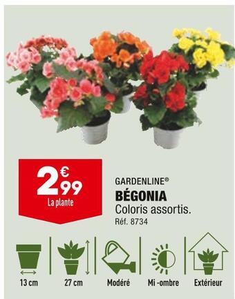 Gardenline bégonia