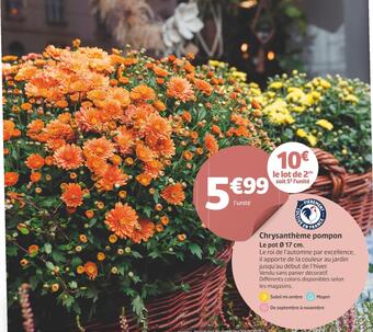 Jardiland Chrysanthème pompon offre