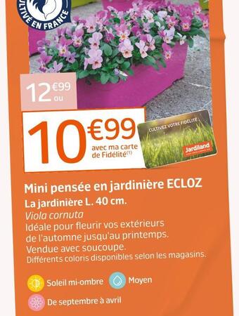 Ecloz mini pensée en jardinière