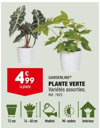 ALDI Gardenline plante verte offre