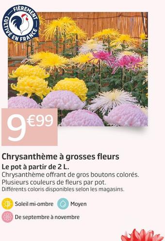 Jardiland Chrysanthème à grosses fleurs offre