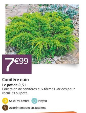 Jardiland Conifère nain offre