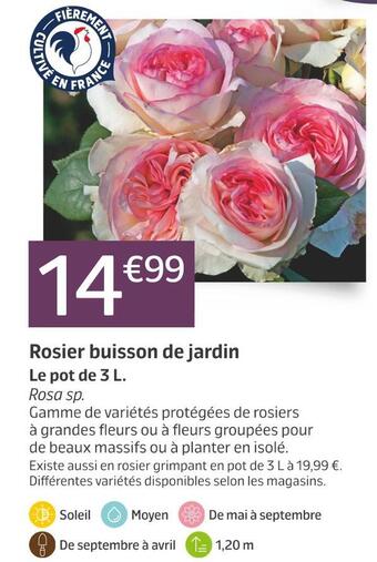 Jardiland Rosier buisson de jardin offre