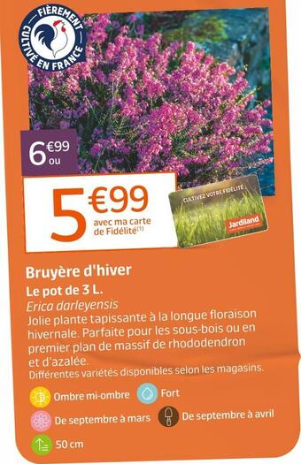 Jardiland Bruyère d'hiver offre
