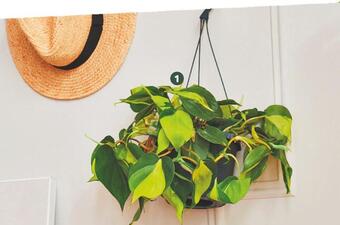 Jardiland Plante verte en suspension offre