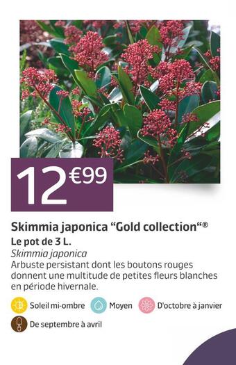 Jardiland Skimmia japonica “gold collection“ offre