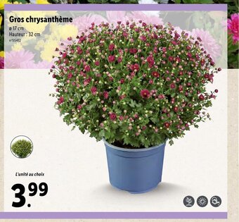 Lidl Gros chrysanthème offre