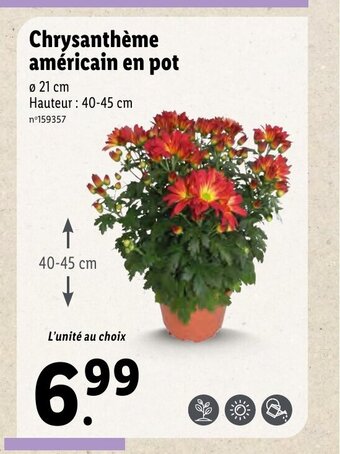 Chrysanthème américain en pot