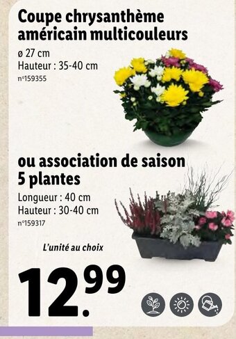 Lidl Coupe chrysanthème américain multicouleurs offre