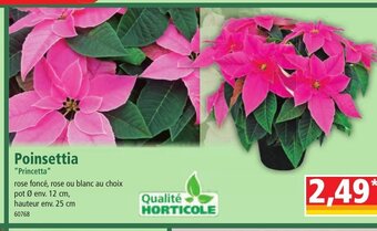 Norma Poinsettia offre