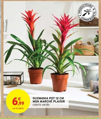 Intermarché Hyper GUZMANIA POT 12 CM MON MARCHÉ PLAISIR offre
