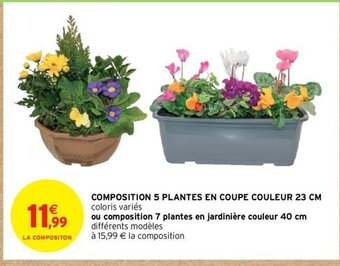 Intermarché Hyper COMPOSITION 5 PLANTES EN COUPE COULEUR 23 CM offre
