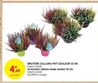 Intermarché Hyper BRUYÈRE CALLUNA POT COULEUR 13 CM offre