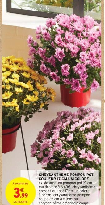 Intermarché Hyper CHRYSANTHÈME POMPON POT COULEUR 17 CM UNICOLORE offre