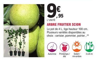 ARBRE FRUITIER SCION