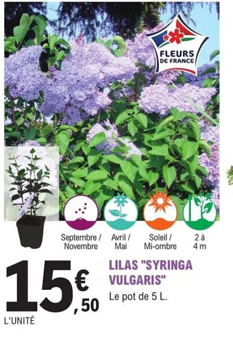LILAS SYRINGA VULGARIS