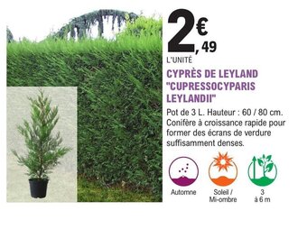 E.Leclerc Jardi CYPRÈS DE LEYLAND CUPRESSOCYPARIS LEYLANDII offre