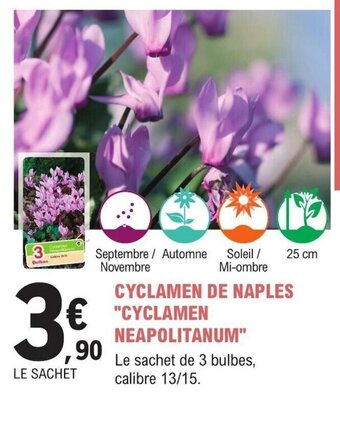 CYCLAMEN DE NAPLES CYCLAMEN NEAPOLITANUM"