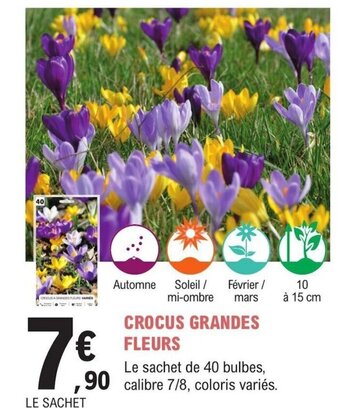 E.Leclerc Jardi CROCUS GRANDES FLEURS offre