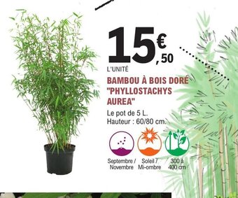 BAMBOU À BOIS DORÉ PHYLLOSTACHYS AUREA