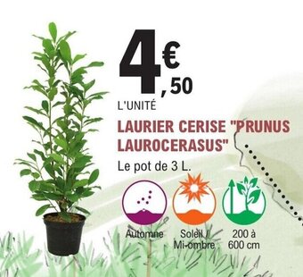 E.Leclerc Jardi LAURIER CERISE PRUNUS LAUROCERASUS offre