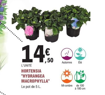 E.Leclerc Jardi HORTENSIA "HYDRANGEA MACROPHYLLA offre