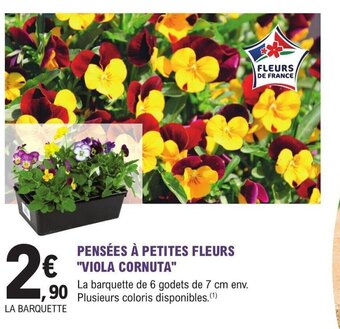 E.Leclerc Jardi PENSÉES À PETITES FLEURS "VIOLA CORNUTA" offre