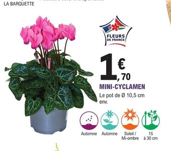 E.Leclerc Jardi MINI-CYCLAMEN offre
