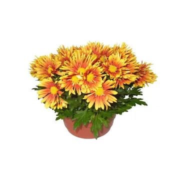 Carrefour Coupe de chrysanthème xxl offre